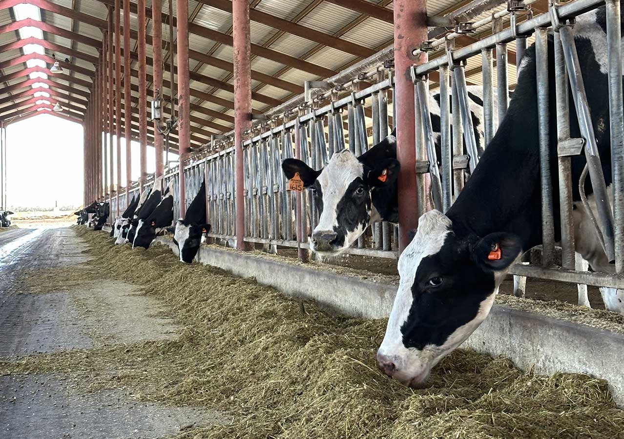 Calori-D Dairy