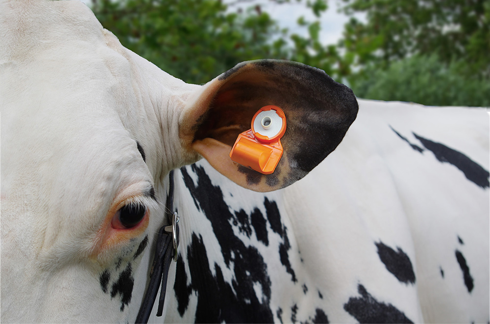 CowManager ear sensor in cow's ear