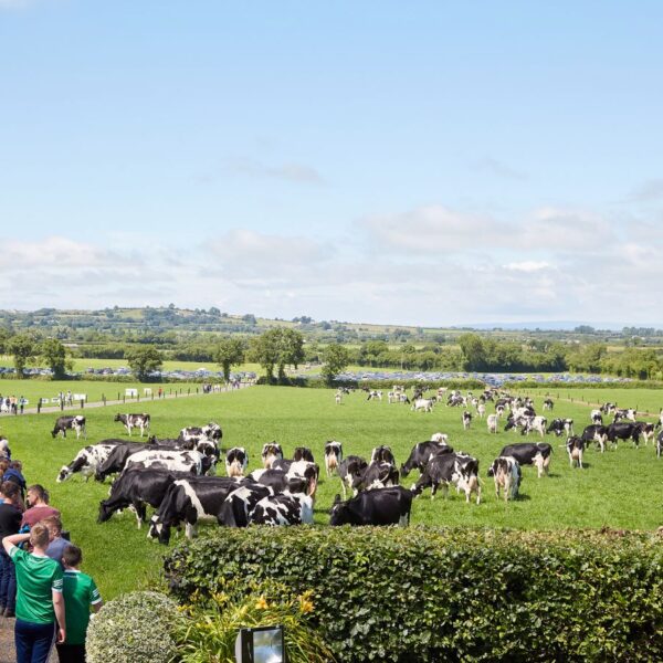 Greanlea Herd Holstein IHFA event Ireland