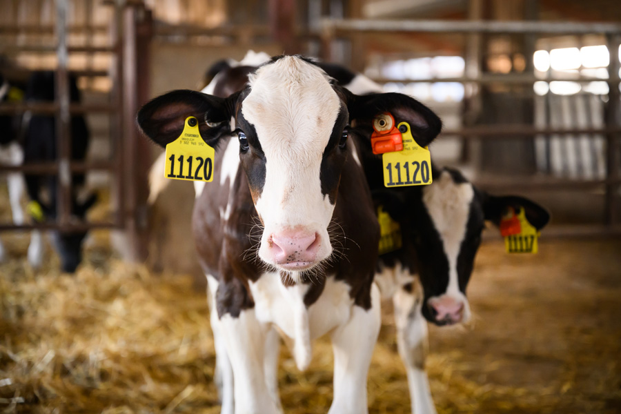 Hanke Farms calf with CowManager Youngstock ear sensor