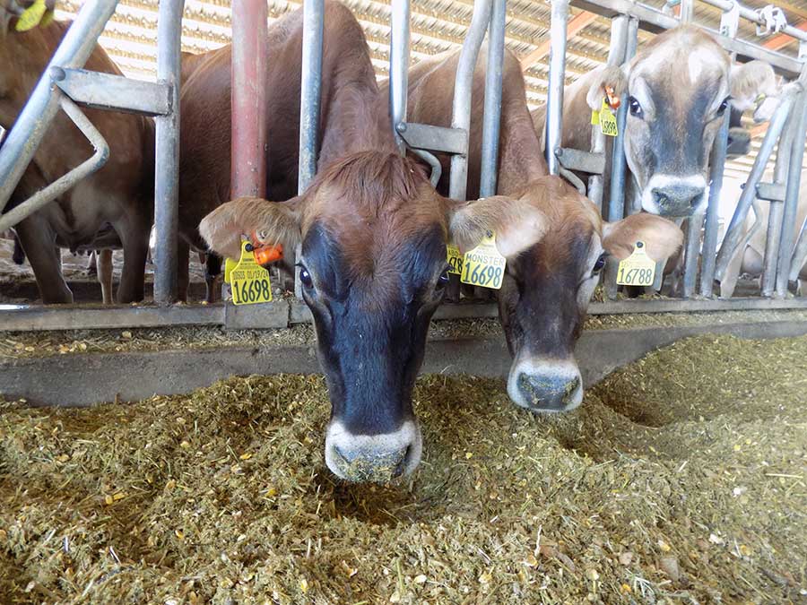 Jersey cows with CowManager sensor at Legendairy Farms