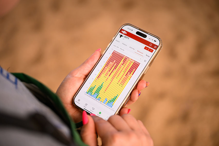 US farmer using CowManager system on smartphone